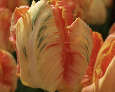 Tulipán papouškovitý 'Professor Röntgen'