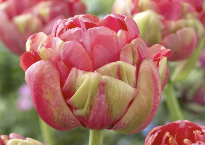 Tulipán plnokvětý podzní 'Renown Unique' - Tulipa Double Late 'Renown Unique'