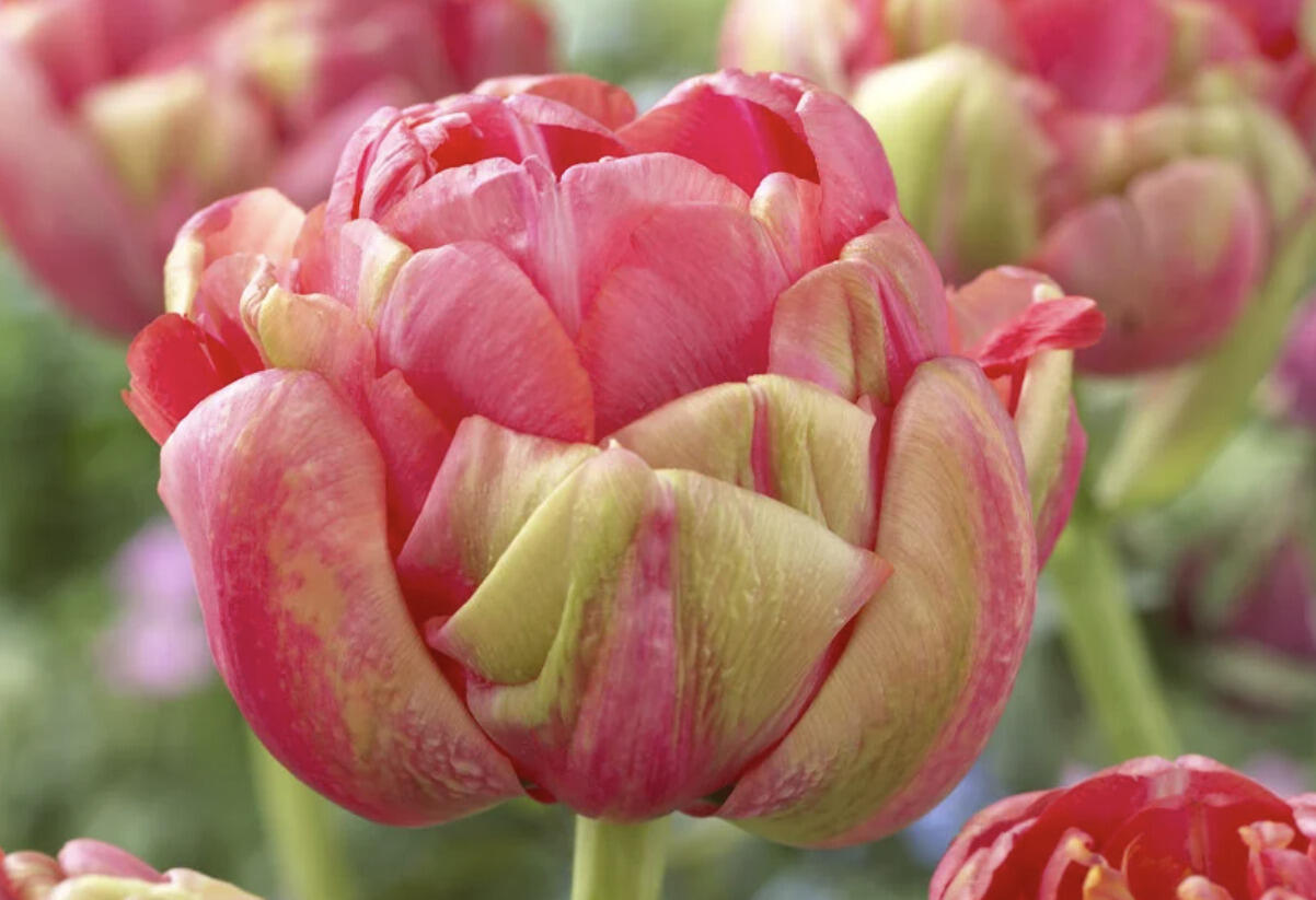 Tulipán plnokvětý podzní 'Renown Unique' - Tulipa Double Late 'Renown Unique'
