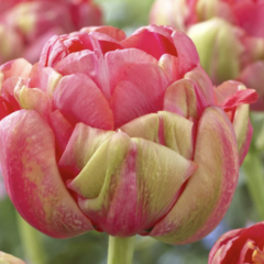 Tulipán plnokvětý podzní 'Renown Unique' - Tulipa Double Late 'Renown Unique'