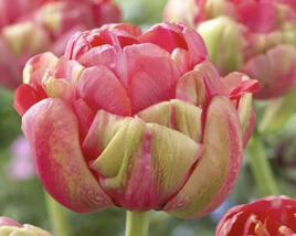 Tulipán plnokvětý podzní 'Renown Unique'