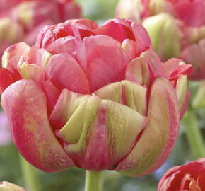 Tulipán plnokvětý podzní 'Renown Unique'