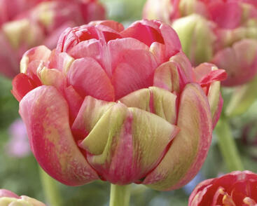 Tulipán plnokvětý podzní 'Renown Unique'