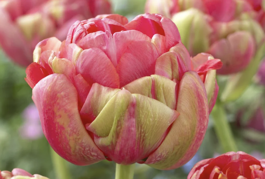 Tulipán plnokvětý podzní 'Renown Unique' - Tulipa Double Late 'Renown Unique'