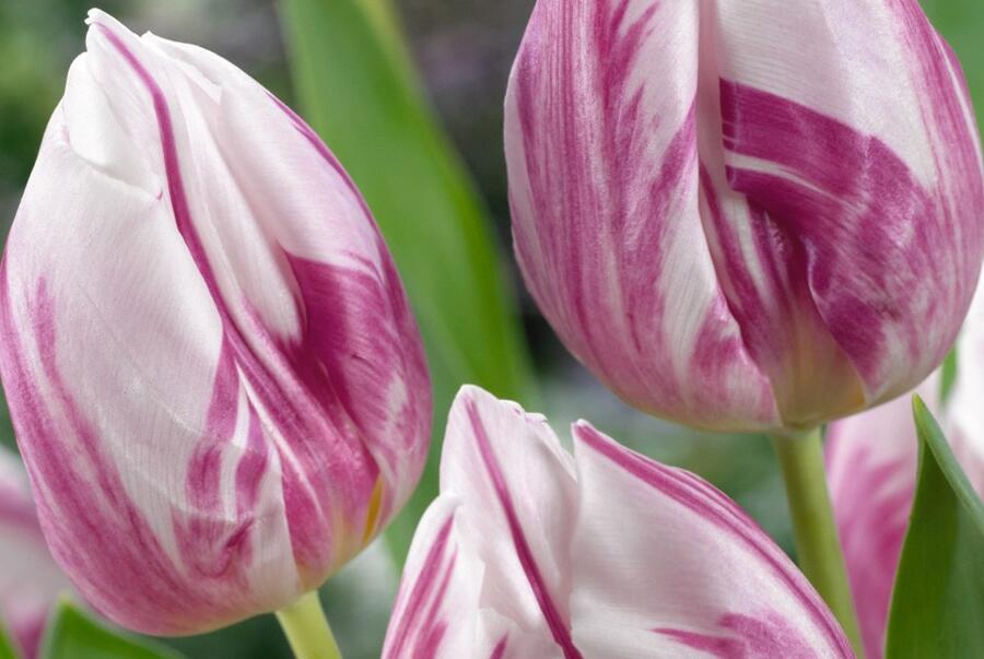 Tulipán jednoduchý raný 'Flaming Prince' - Tulipa Single Early 'Flaming Prince'