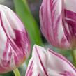 Tulipán jednoduchý raný 'Flaming Prince' - Tulipa Single Early 'Flaming Prince'