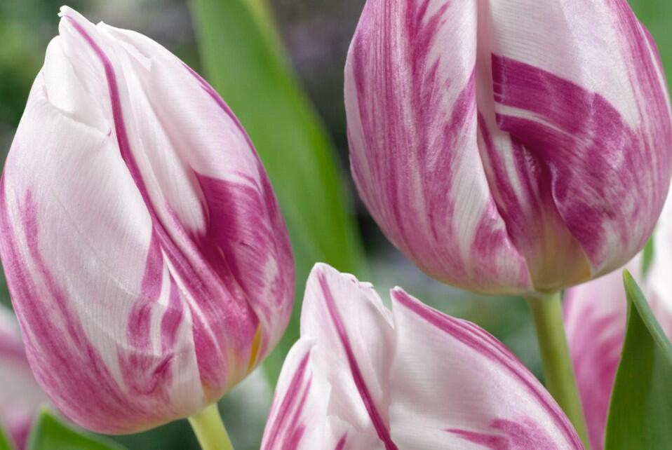 Tulipán jednoduchý raný 'Flaming Prince' - Tulipa Single Early 'Flaming Prince'