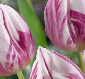 Tulipán jednoduchý raný 'Flaming Prince'