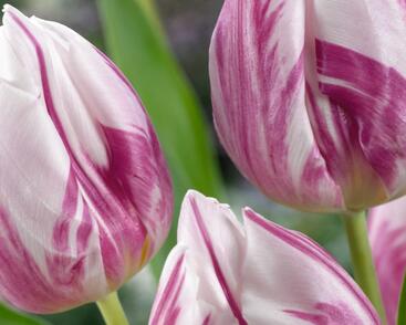 Tulipán jednoduchý raný 'Flaming Prince'