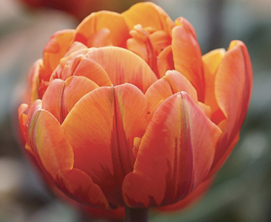 Tulipán plnokvětý pozdní 'Orange Princess' - Tulipa Double Late 'Orange Princess'