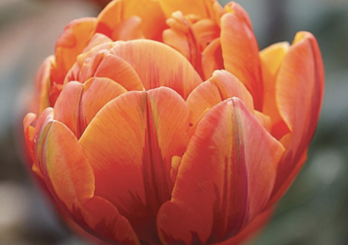 Tulipán plnokvětý pozdní 'Orange Princess' - Tulipa Double Late 'Orange Princess'