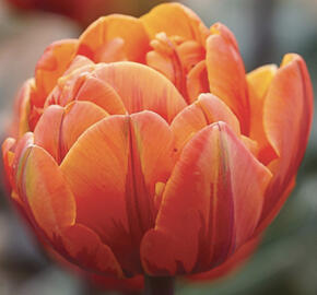 Tulipán plnokvětý pozdní 'Orange Princess'