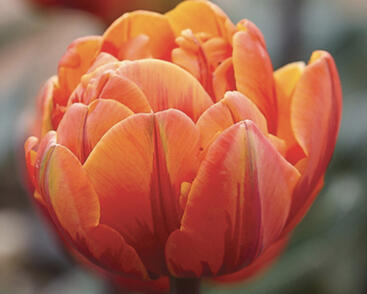 Tulipán plnokvětý pozdní 'Orange Princess'
