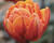 Tulipán plnokvětý pozdní 'Orange Princess'