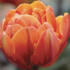Tulipa Double Late 'Orange Princess'.png