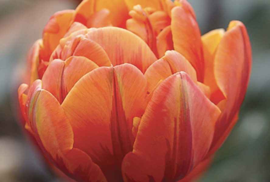 Tulipán plnokvětý pozdní 'Orange Princess' - Tulipa Double Late 'Orange Princess'
