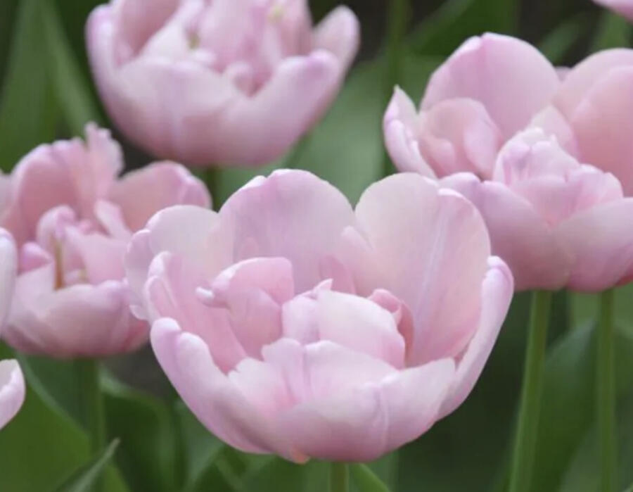 Tulipán plnokvětý pozdní 'Tabledance' - Tulipa Double Late 'Tabledance'