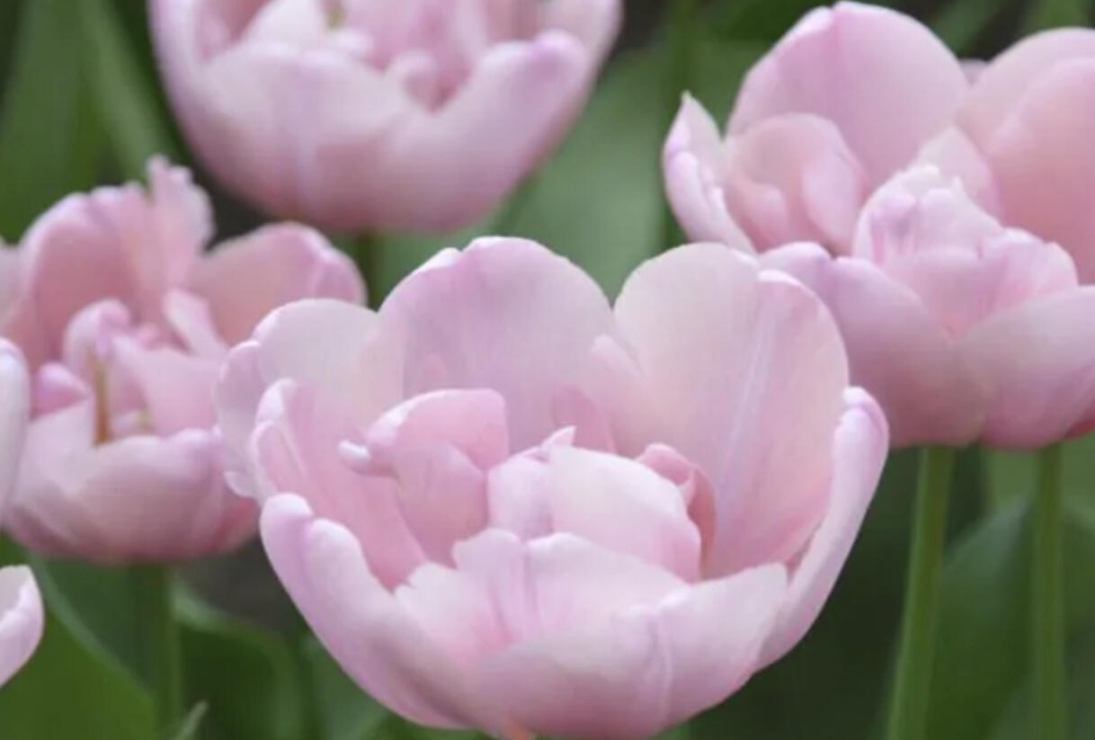 Tulipán plnokvětý pozdní 'Tabledance' - Tulipa Double Late 'Tabledance'