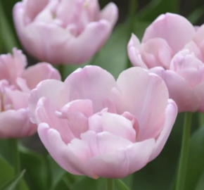 Tulipán plnokvětý pozdní 'Tabledance' - Tulipa Double Late 'Tabledance'