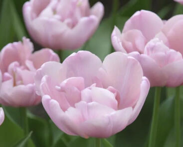 Tulipán plnokvětý pozdní 'Tabledance'