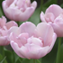 Tulipa Double Late 'Tabledance'.png