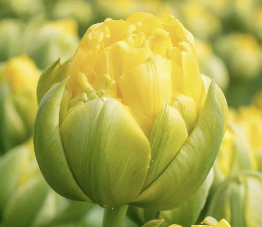 Tulipán plnokvětý pozdní 'Vanille Coupe' - Tulipa Double Late 'Vanille Coupe'