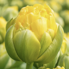 Tulipán plnokvětý pozdní 'Vanille Coupe' - Tulipa Double Late 'Vanille Coupe'