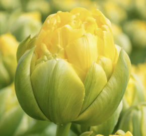 Tulipán plnokvětý pozdní 'Vanille Coupe' - Tulipa Double Late 'Vanille Coupe'