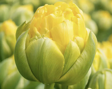 Tulipán plnokvětý pozdní 'Vanille Coupe'