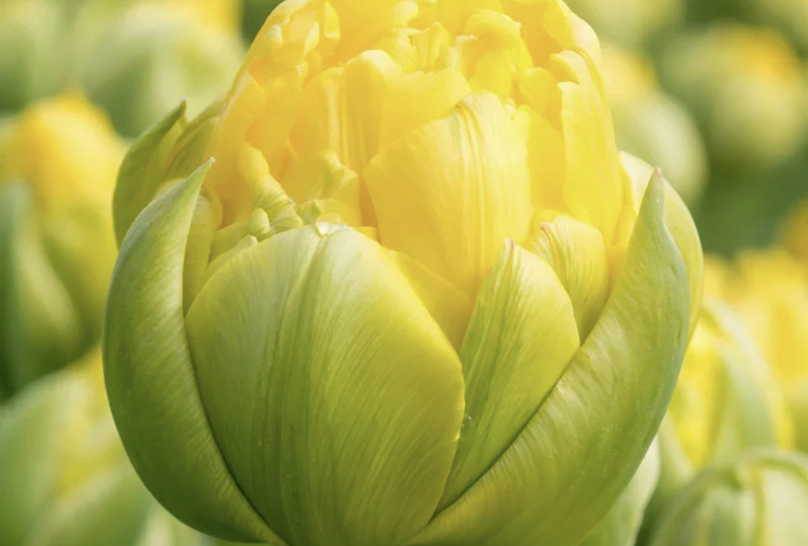 Tulipán plnokvětý pozdní 'Vanille Coupe' - Tulipa Double Late 'Vanille Coupe'