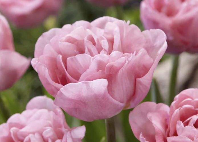 Tulipán plnokvětý raný 'Mariage' - Tulipa Double Early 'Mariage'