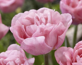 Tulipán plnokvětý raný 'Mariage'