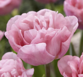 Tulipán plnokvětý raný 'Mariage' - Tulipa Double Early 'Mariage'