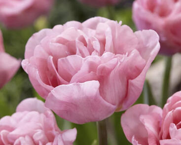 Tulipán plnokvětý raný 'Mariage'