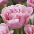 Tulipa Double Early 'Mariage'.png