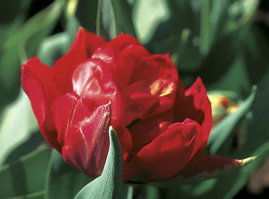 Tulipán plnokvětý raný 'Viking' - Tulipa Double Early 'Viking'