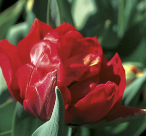 Tulipán plnokvětý raný 'Viking' - Tulipa Double Early 'Viking'