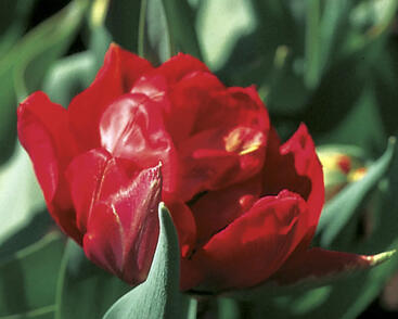 Tulipán plnokvětý raný 'Viking'