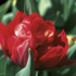 Tulipa Double Early 'Viking'.png