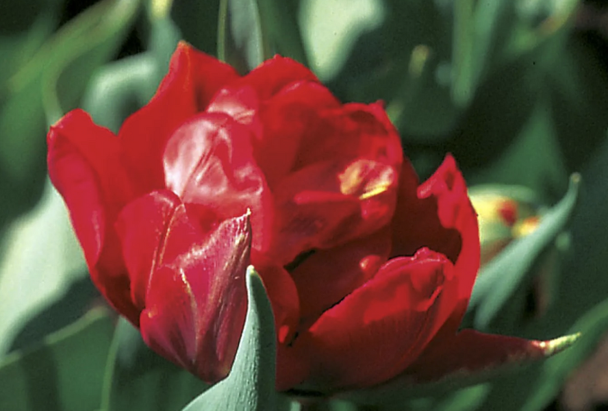 Tulipán plnokvětý raný 'Viking' - Tulipa Double Early 'Viking'