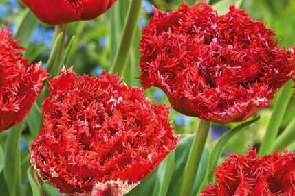 Tulipán plnokvětý třepenitý 'Qatar' - Tulipa Double Crispa 'Qatar'