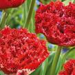 Tulipán plnokvětý třepenitý 'Qatar' - Tulipa Double Crispa 'Qatar'