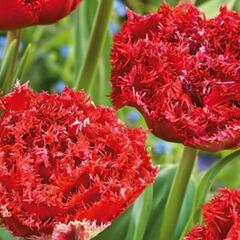 Tulipán plnokvětý třepenitý 'Qatar' - Tulipa Double Crispa 'Qatar'