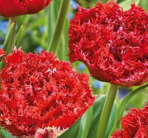 Tulipán plnokvětý třepenitý 'Qatar' - Tulipa Double Crispa 'Qatar'