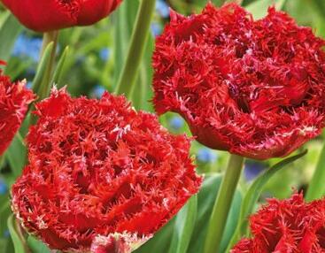 Tulipán plnokvětý třepenitý 'Qatar'