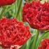 Tulipa Double Crispa 'Qatar'.jpg