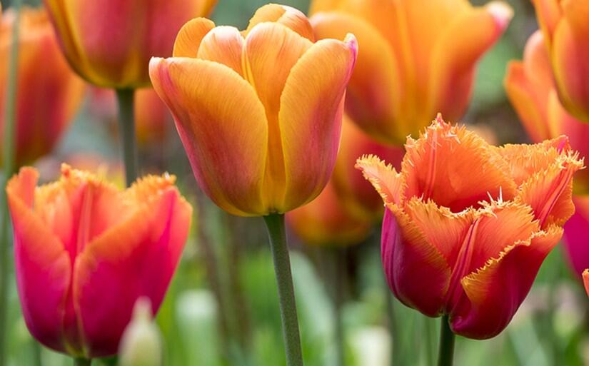 Tulipán Triumph 'Brown Sugar' - Tulipa Triumph 'Brown Sugar'