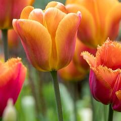 Tulipán Triumph 'Brown Sugar' - Tulipa Triumph 'Brown Sugar'