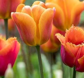 Tulipán Triumph 'Brown Sugar' - Tulipa Triumph 'Brown Sugar'