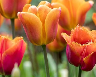 Tulipán Triumph 'Brown Sugar'